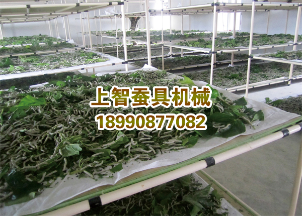 151390511819475010.jpg 大蚕饲养设备.jpg