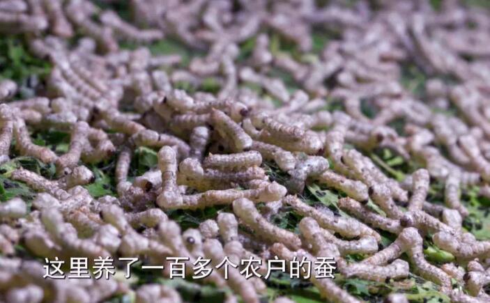 小蚕成活率低、蚕茧大小不均，养蚕高手破解难题